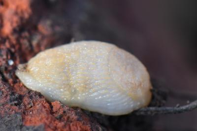 Arion intermedius