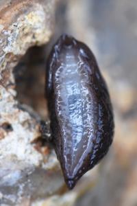 Loche des marais