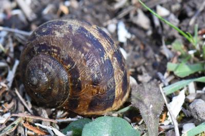 Escargot petit-gris