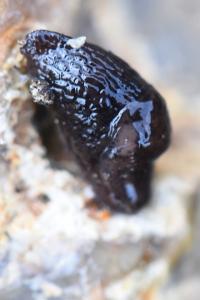 Loche des marais
