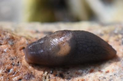 <i>Deroceras invadens</i>