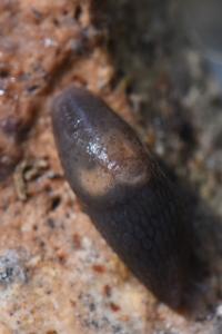 <i>Deroceras invadens</i>