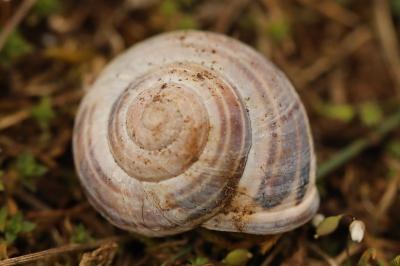 Escargot des haies