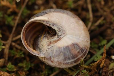 Escargot des haies
