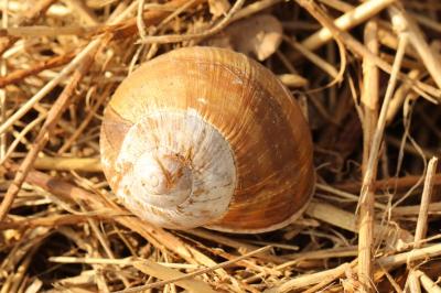 Escargot de Bourgogne