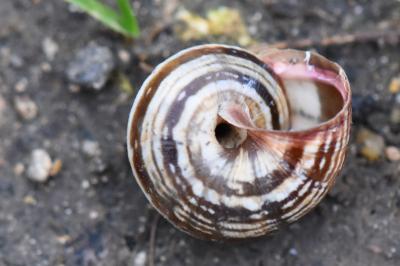 Caragouille globuleuse