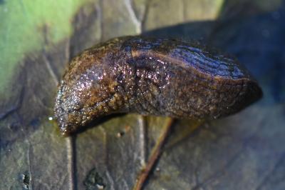 Pseudolimace hongroise
