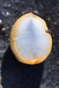 Arion intermedius
