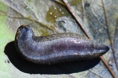 Pseudolimace hongroise