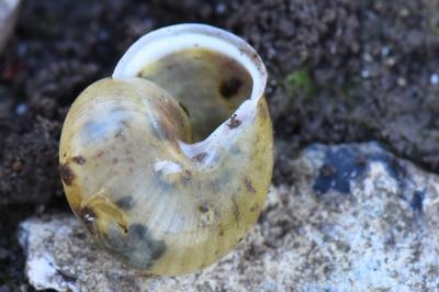 Cepaea hortensis
