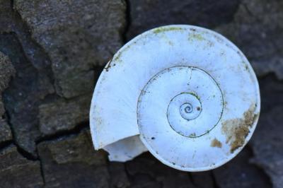 Planorbe carénée