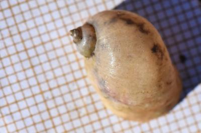 Ampullaceana balthica