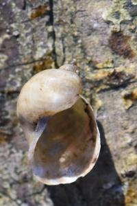 Ampullaceana balthica