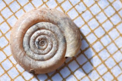 Planorbe tourbillon