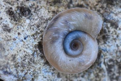 Planorbe carénée