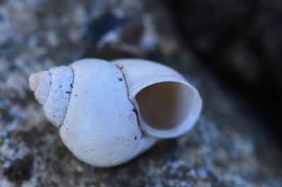Bithynia tentaculata