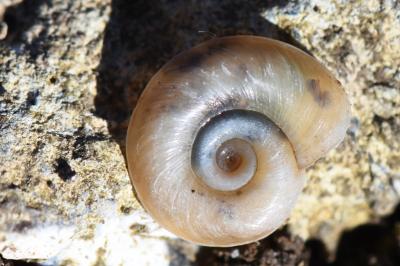 Planorbe carénée