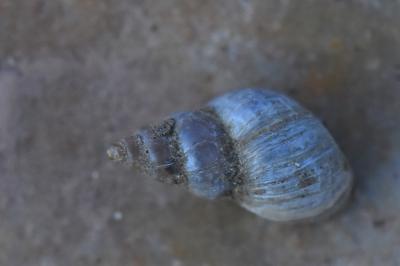 Galba truncatula