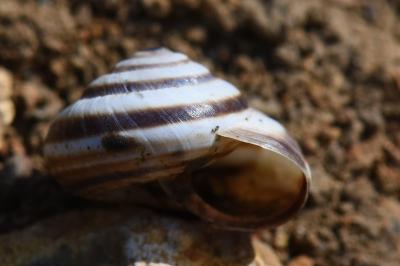 Caragouille globuleuse
