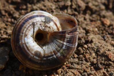 Caragouille globuleuse