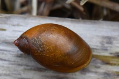 Ambrette amphibie