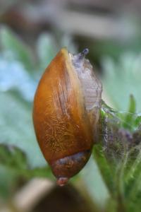 Ambrette amphibie