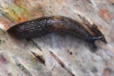 Loche des marais
