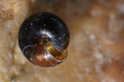 <i>Euconulus fulvus fulvus</i>