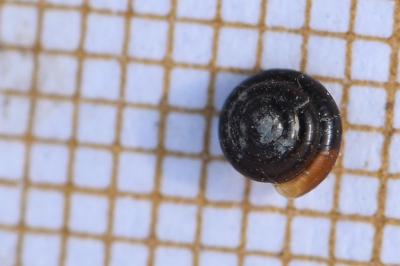 <i>Euconulus fulvus fulvus</i>