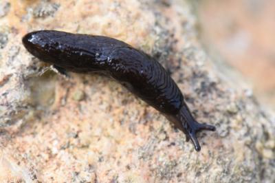 Loche des marais