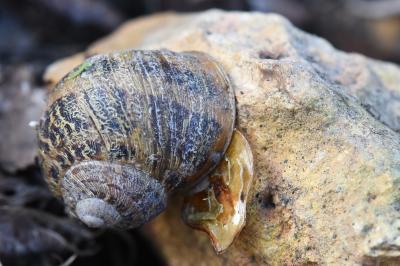 Escargot petit-gris