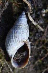 Limnée des étangs