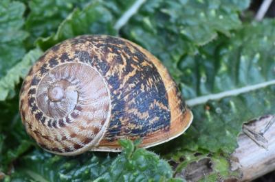 Escargot petit-gris