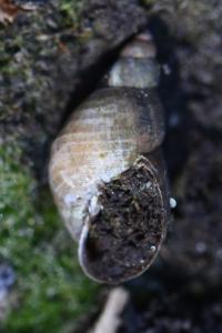 Limnée des étangs