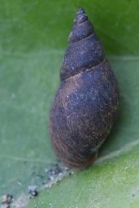 Stagnicola palustris
