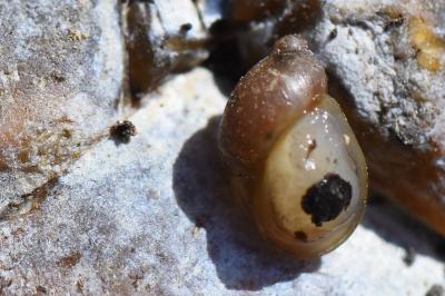 Ambrette amphibie