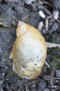 Ambrette amphibie