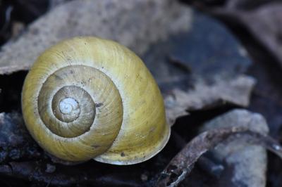 Escargot des jardins