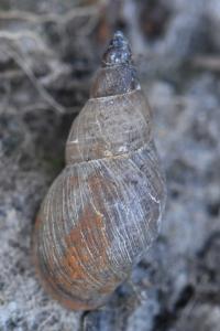 Limnée des étangs