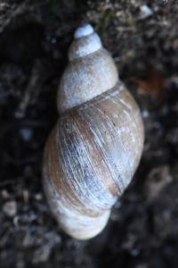 Limnée des étangs