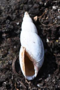 Physe élancée