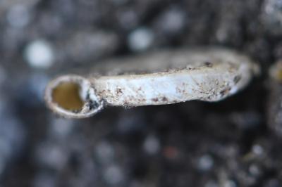 Planorbe des fossés