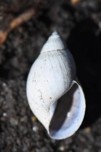 Limnée des étangs