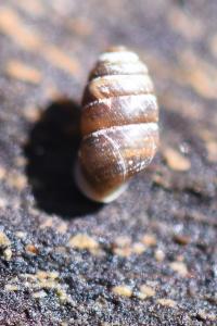 Lauria cylindracea