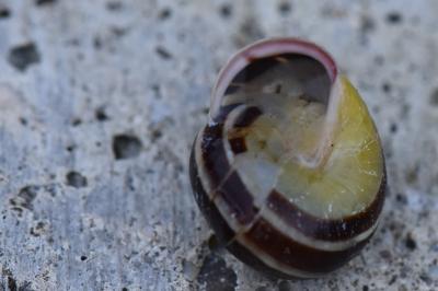 Escargot des haies