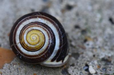 Escargot des haies