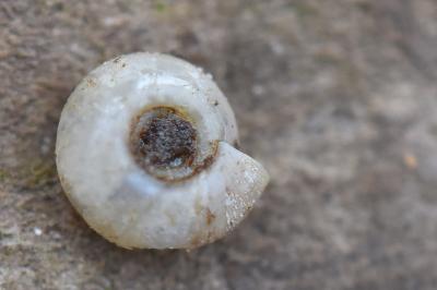 Planorbe ombiliquée
