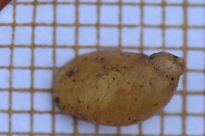 Ambrette amphibie
