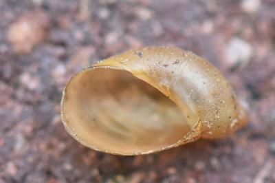 Ambrette amphibie