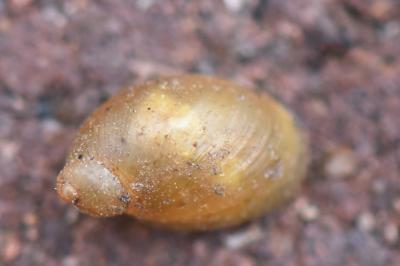 Ambrette amphibie